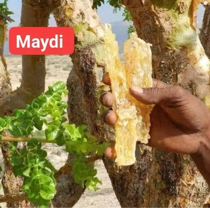 Boswellia frereana resin