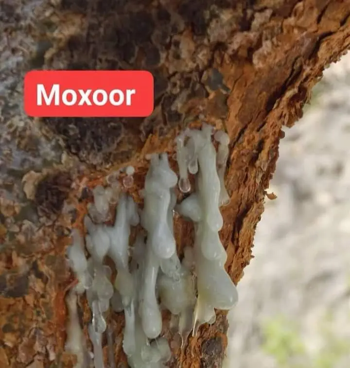 Frankincense harvesting