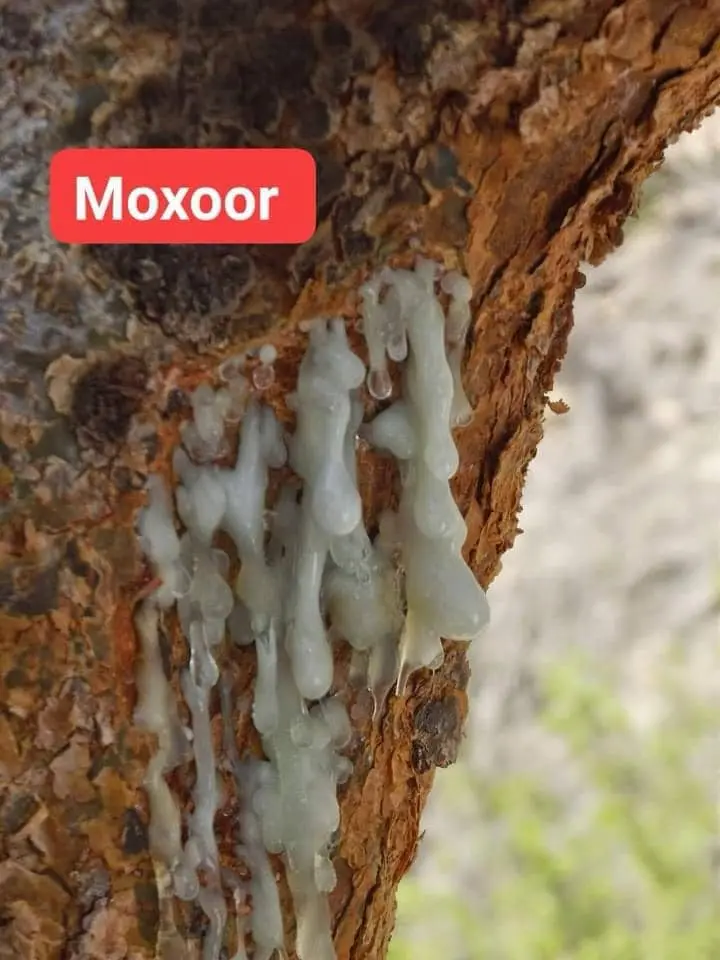 Boswellia carterii resin