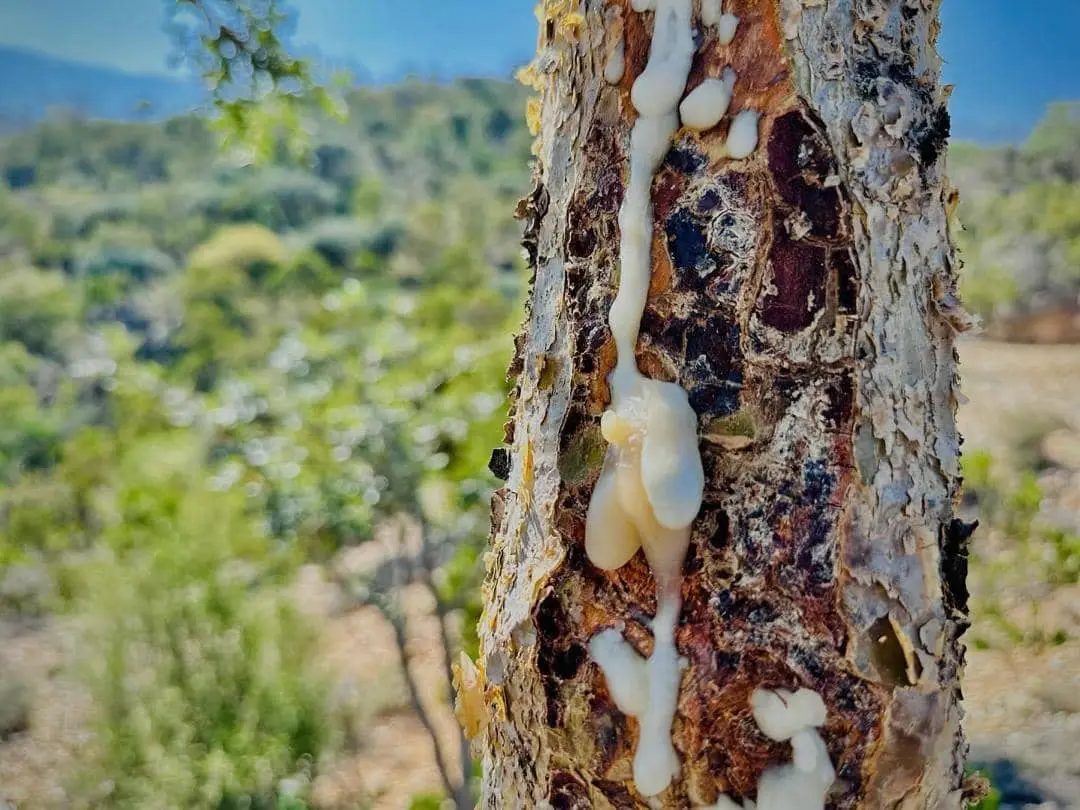 Frankincense tree leak resin