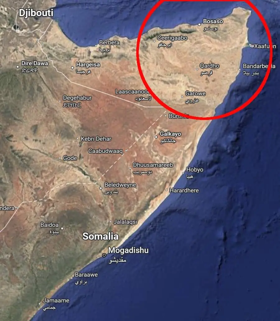 Frankincense harvesting