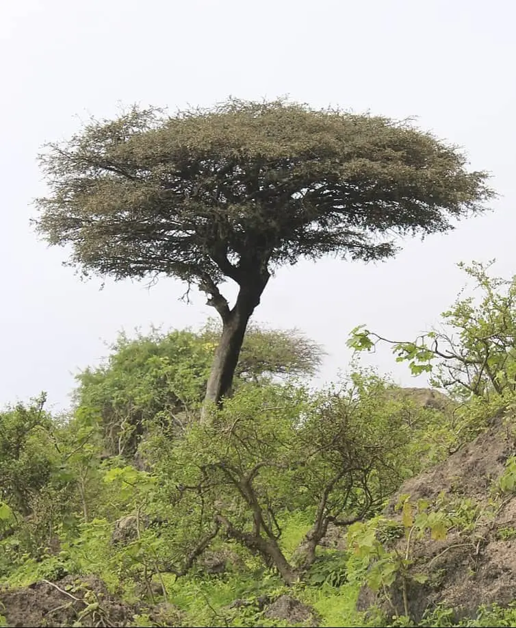 somalia map northeast region circled