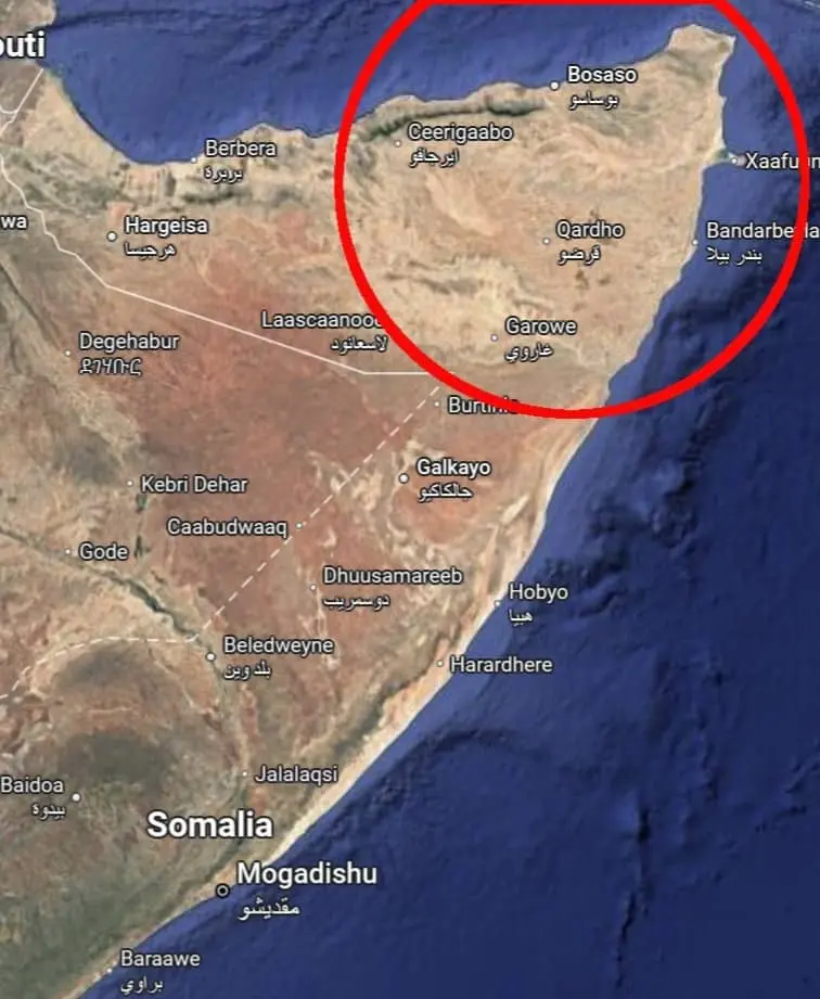 boswellia sacra tree